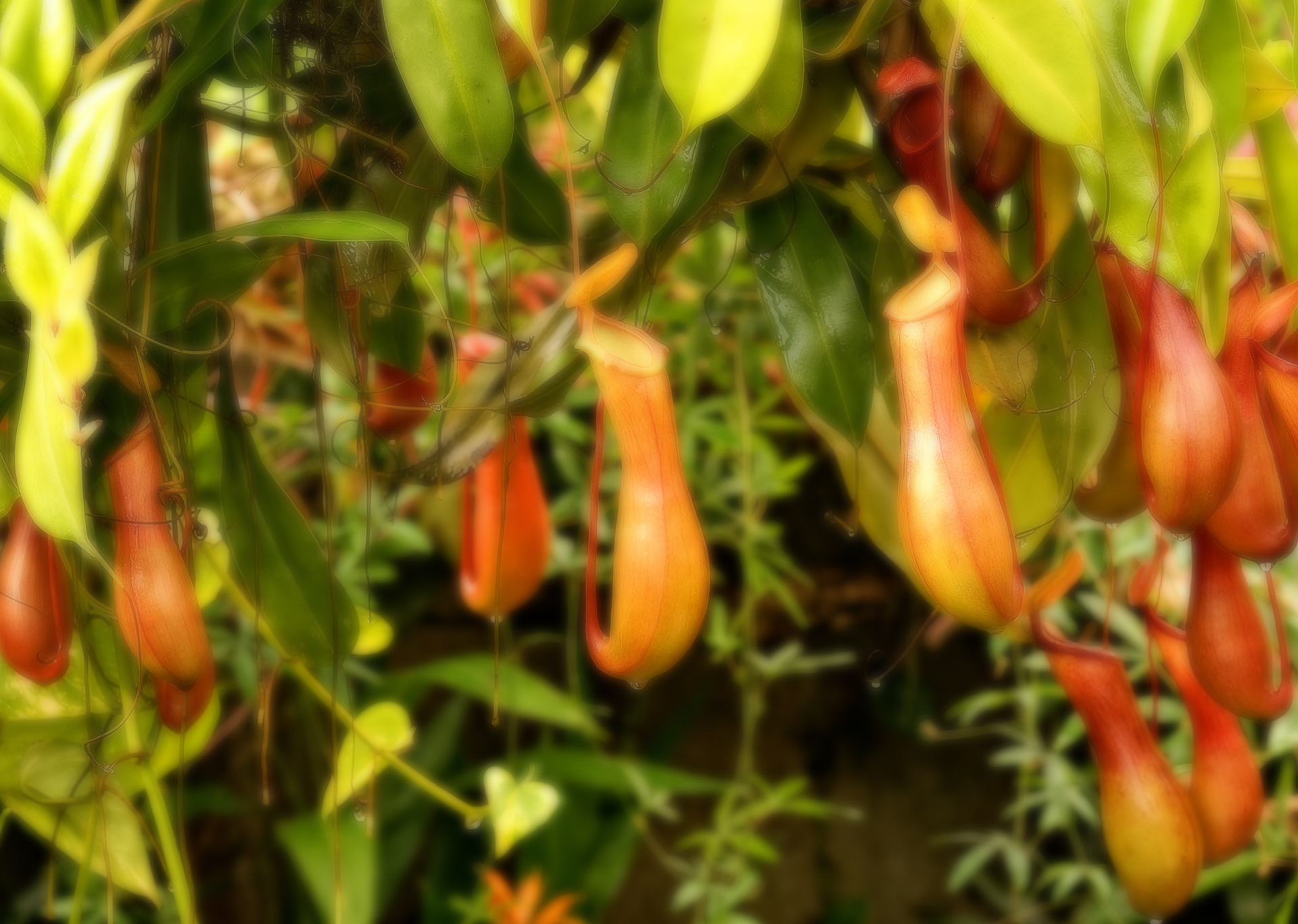 Nepenthes rafflesiana : Une plante carnivore intelligente friande de  fourmis !