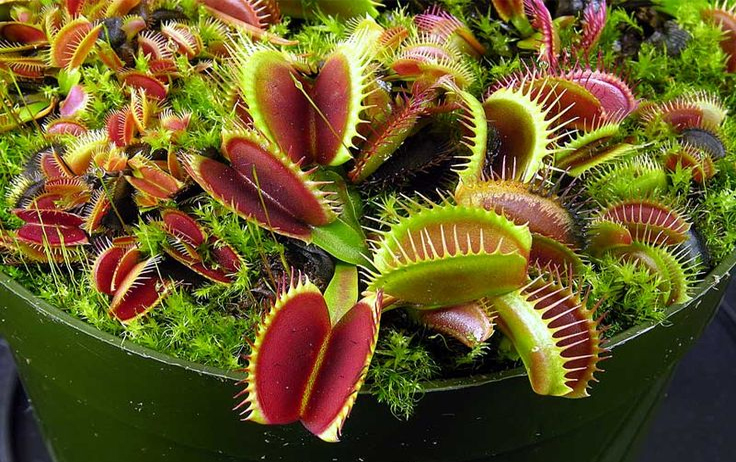 Dionaea Muscipula : Entretien - Fiche de Culture